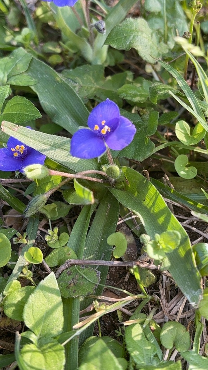 Texas Spiderwort photo 7