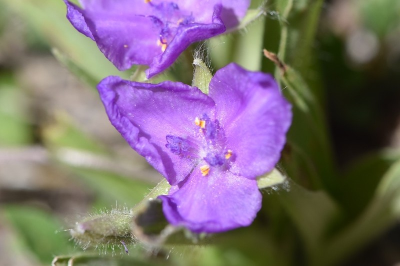 Texas Spiderwort photo 8