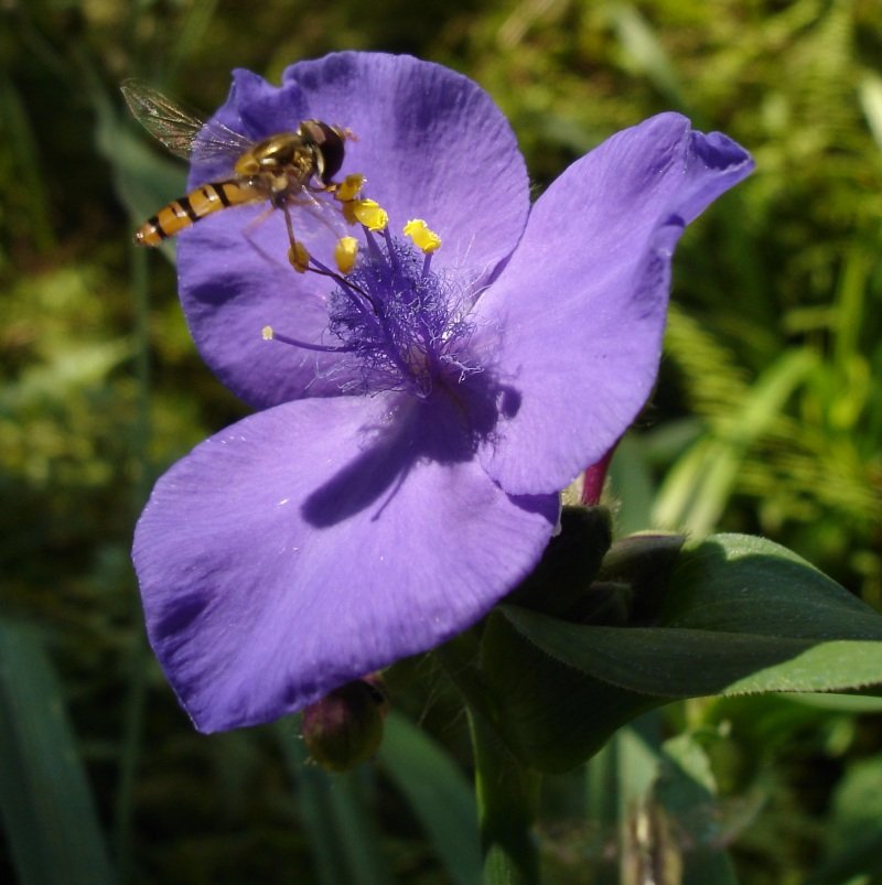 Texas Spiderwort
