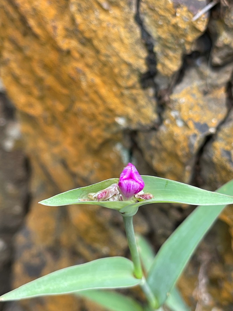 Canyon Spiderwort