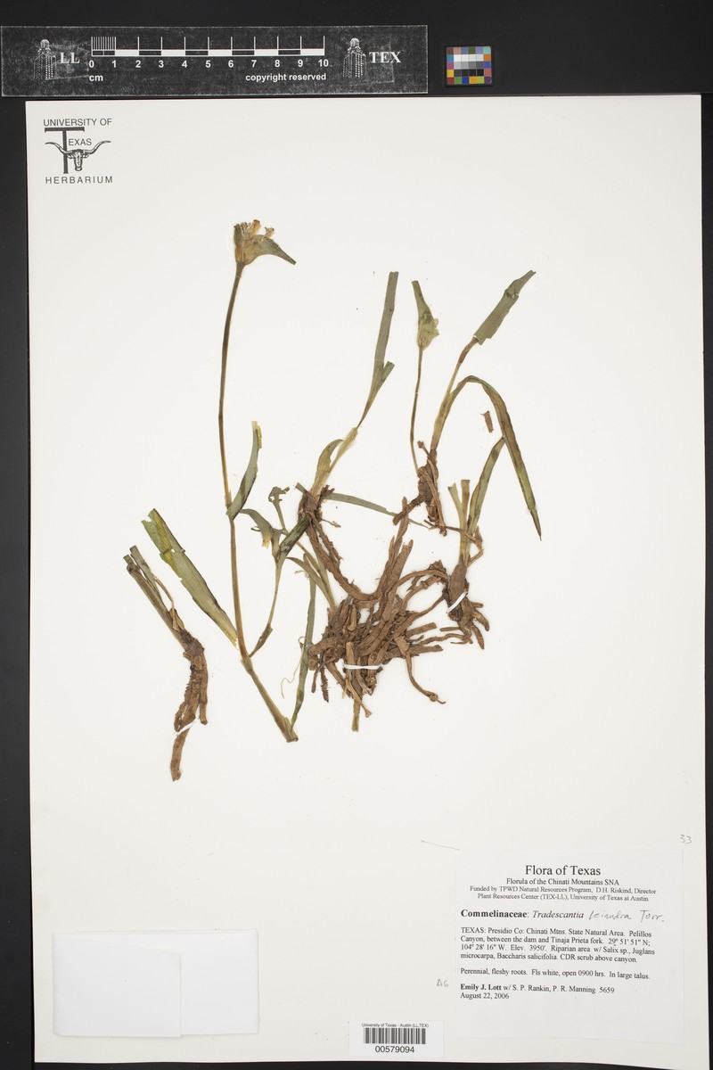 Canyon Spiderwort photo 2