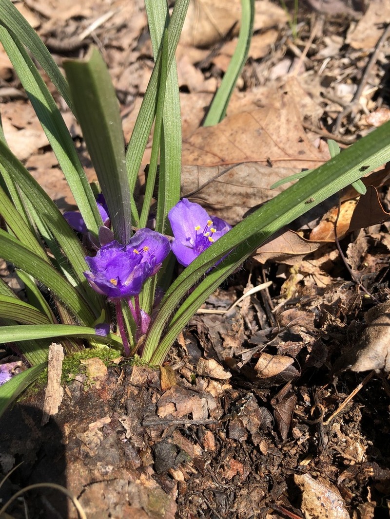 Wild Crocus photo 2