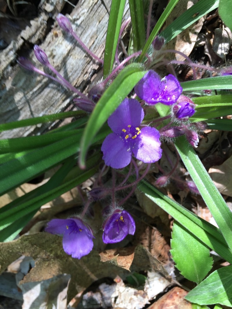 Wild Crocus photo 3