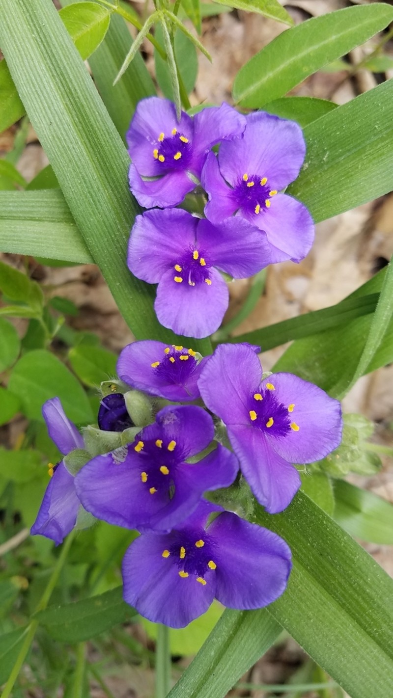 Wild Crocus photo 4