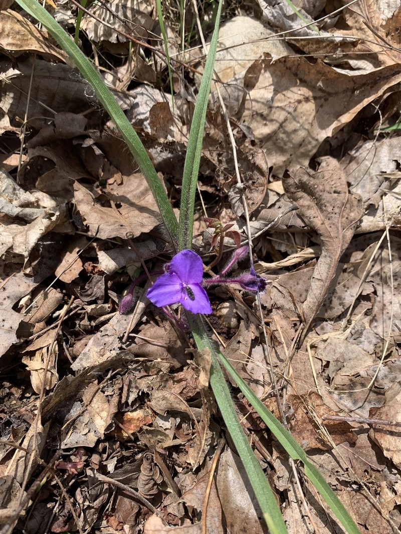 Wild Crocus photo 6