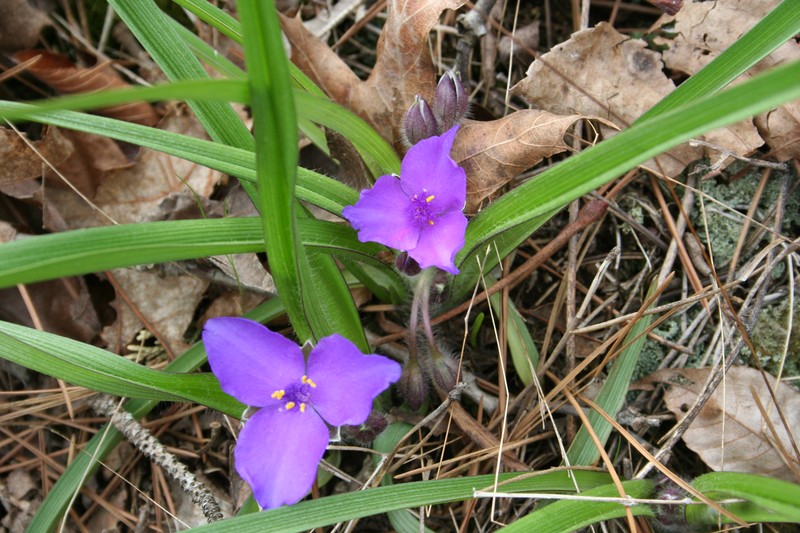 Wild Crocus
