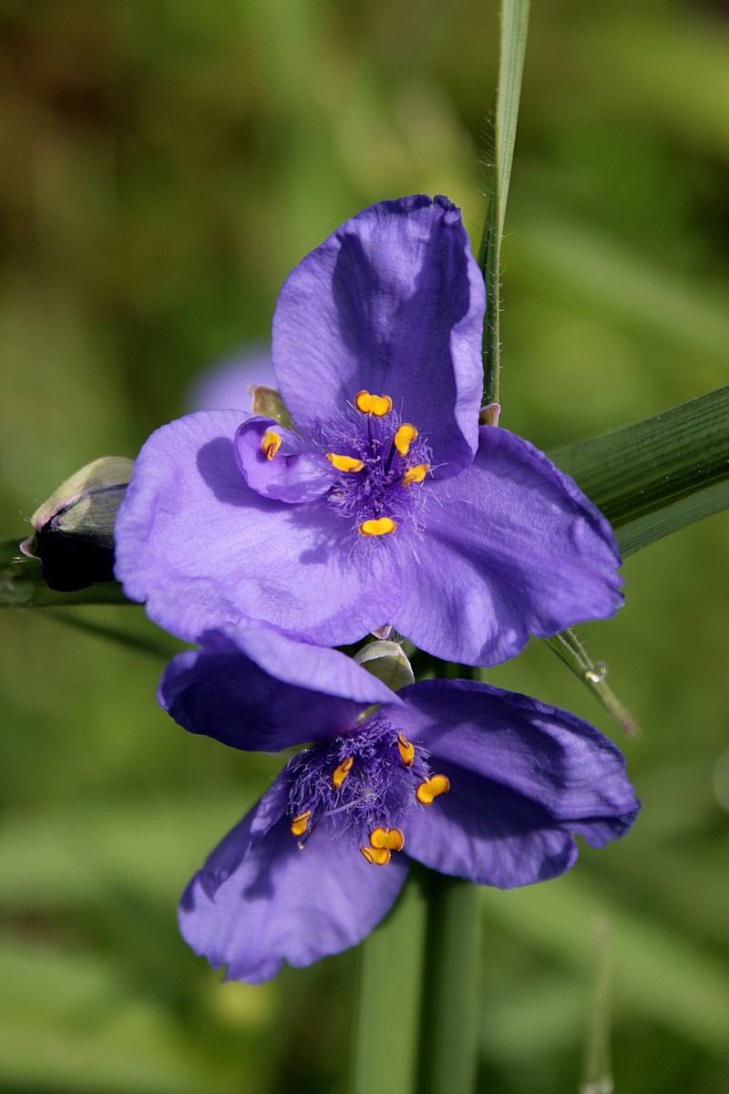 Prairie Spiderwort photo 3
