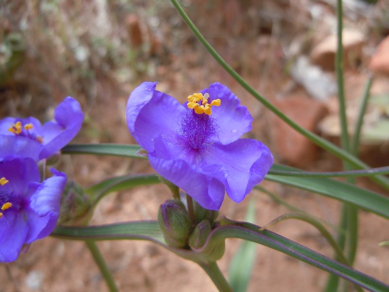 Prairie Spiderwort photo 4