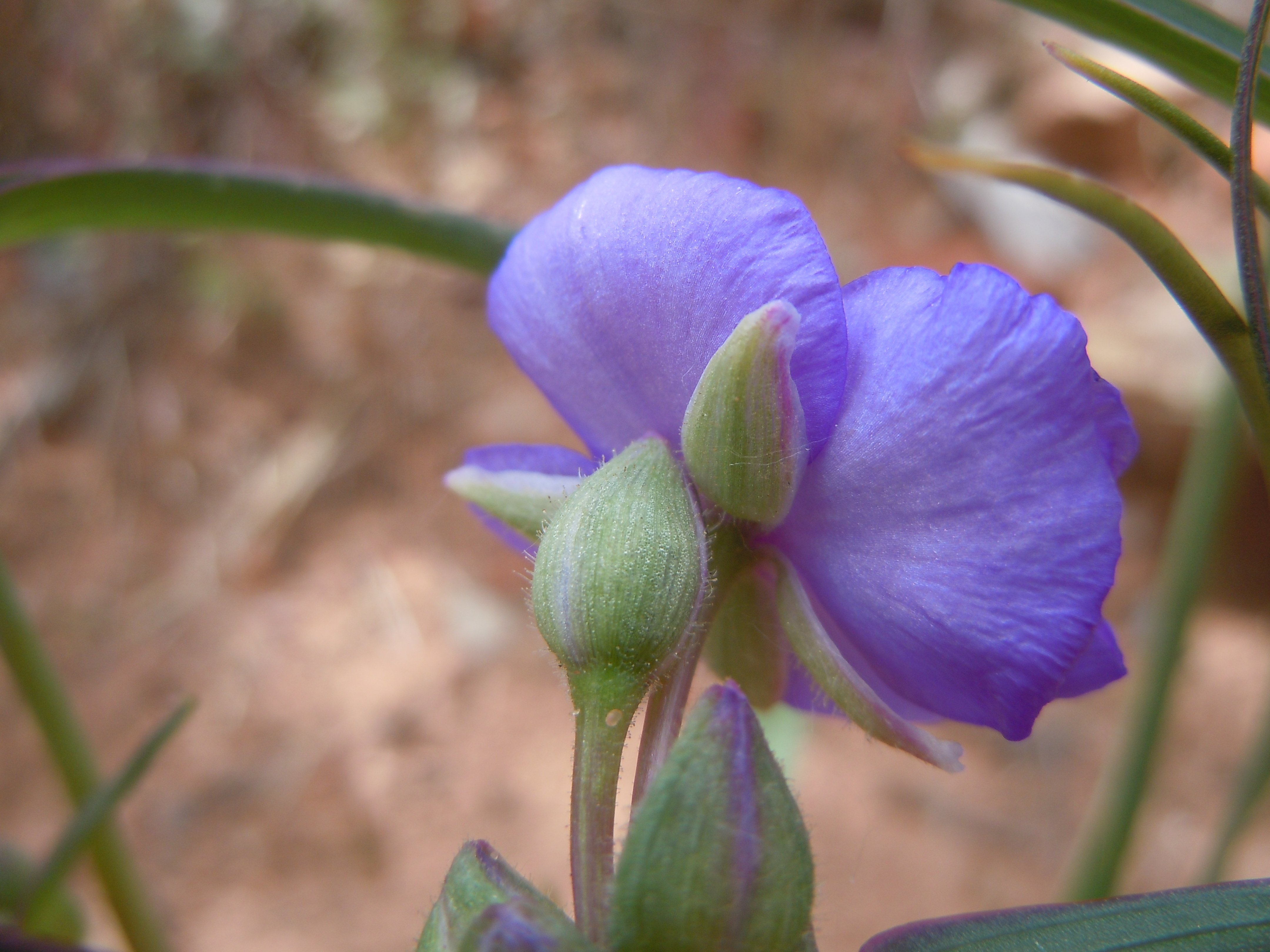 Prairie Spiderwort photo 5