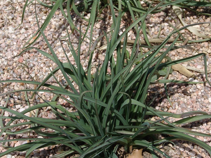 Prairie Spiderwort photo 2