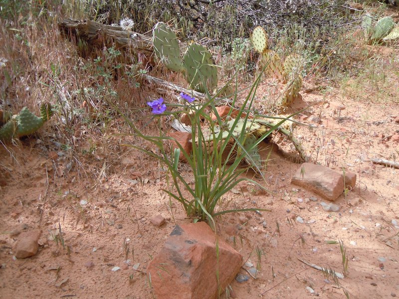 Prairie Spiderwort photo 7