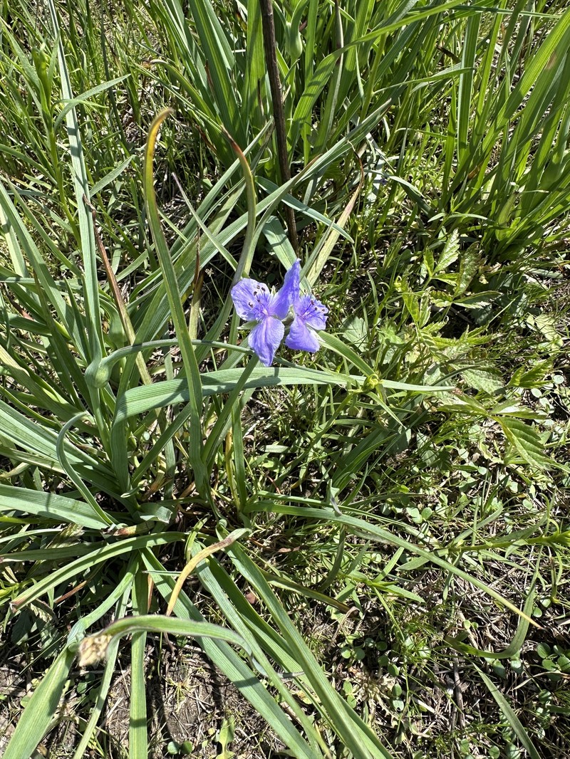 Tradescantia occidentalis var. melanthera