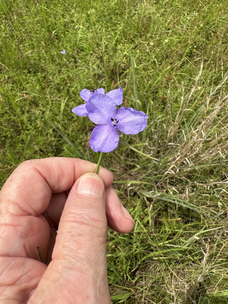 Tradescantia occidentalis var. melanthera photo 2