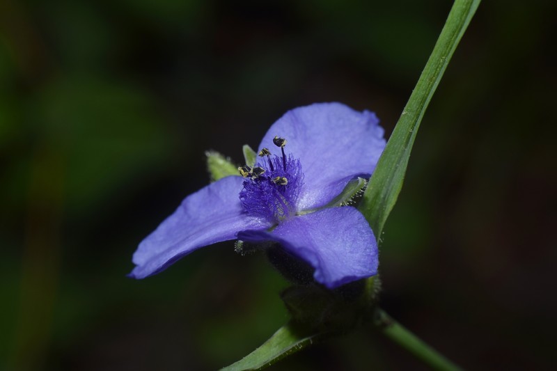Tradescantia occidentalis var. melanthera photo 3