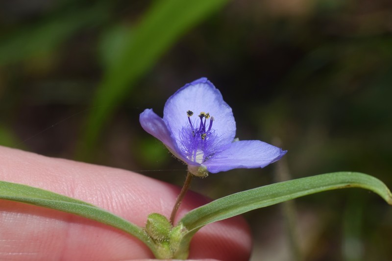 Tradescantia occidentalis var. melanthera photo 4