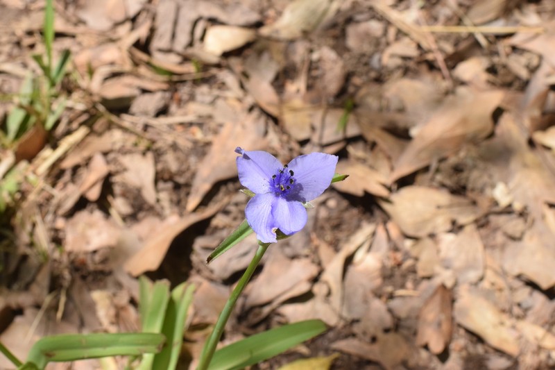 Tradescantia occidentalis var. melanthera photo 5