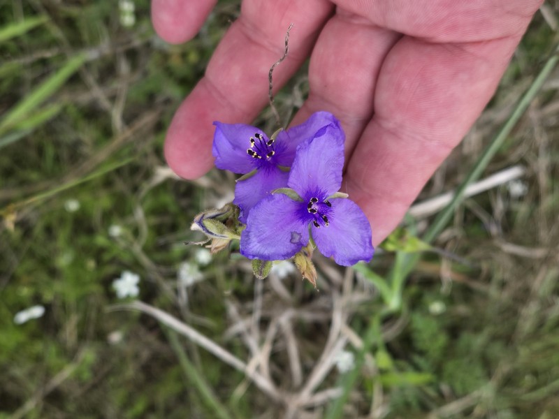 Tradescantia occidentalis var. melanthera photo 6