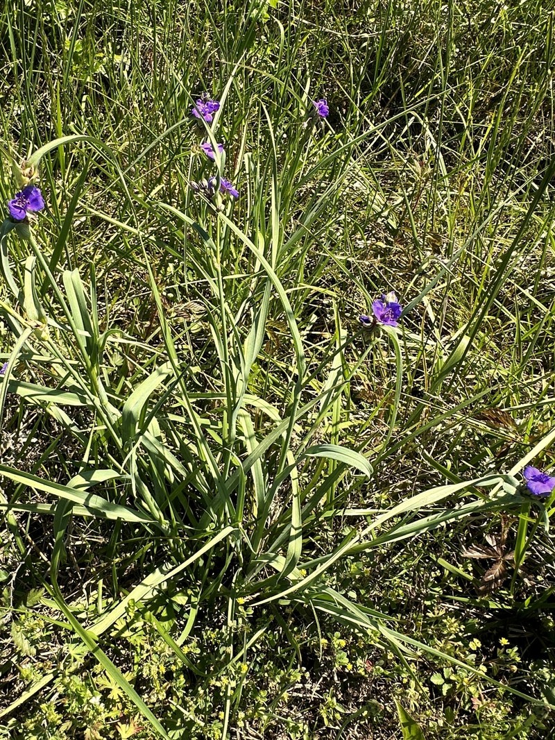 Tradescantia occidentalis var. melanthera photo 7