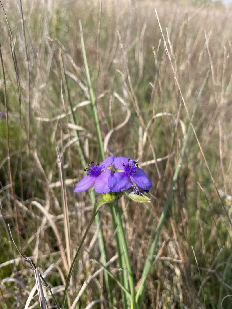 Tradescantia occidentalis var. melanthera photo 8