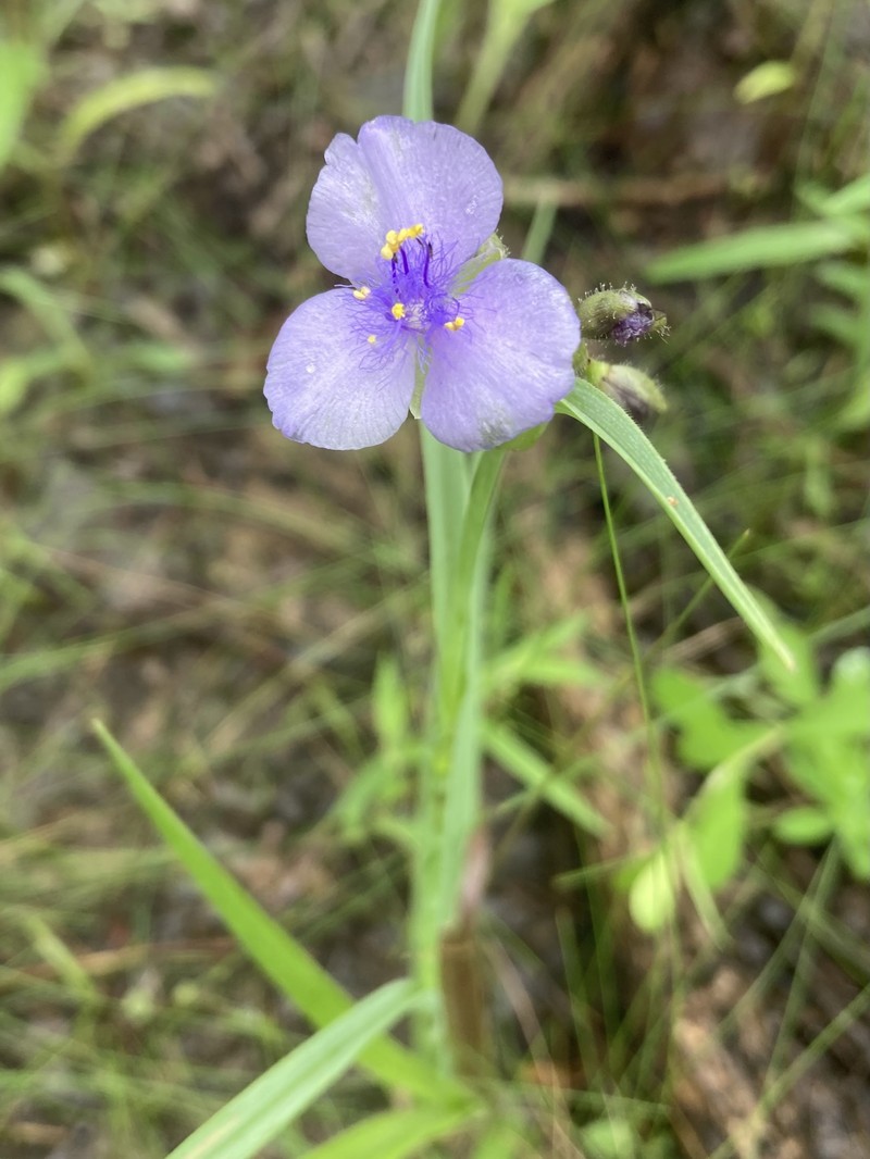 Tradescantia occidentalis var. occidentalis