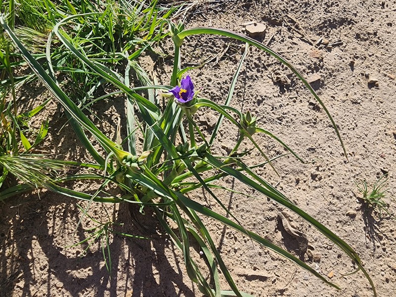 Tradescantia occidentalis var. occidentalis photo 2
