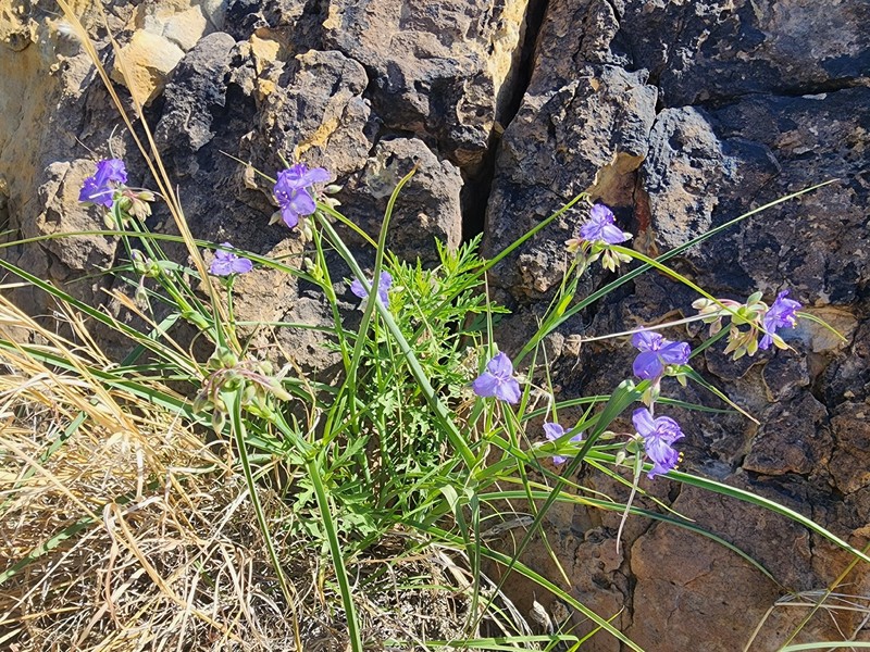 Tradescantia occidentalis var. occidentalis photo 3
