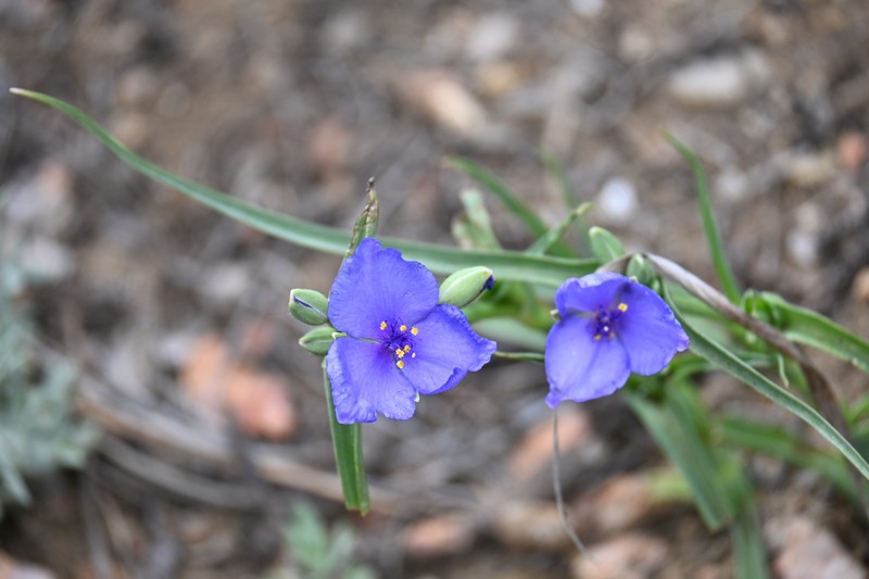 Tradescantia occidentalis var. occidentalis photo 4