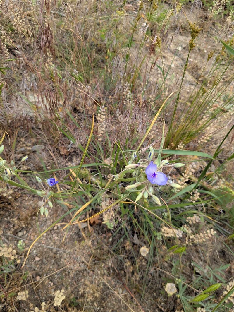 Tradescantia occidentalis var. occidentalis photo 5