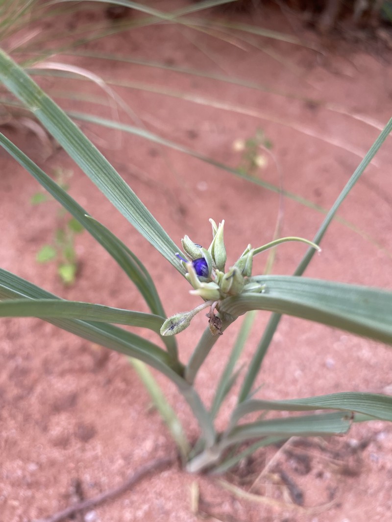 Tradescantia occidentalis var. occidentalis photo 6