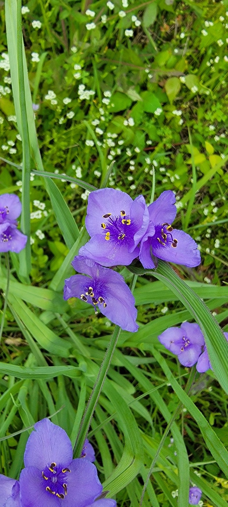 Tradescantia occidentalis var. occidentalis photo 7