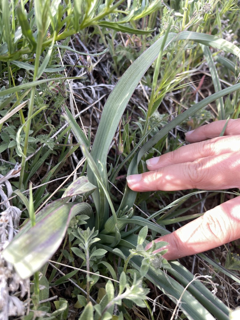 Tradescantia occidentalis var. occidentalis photo 8
