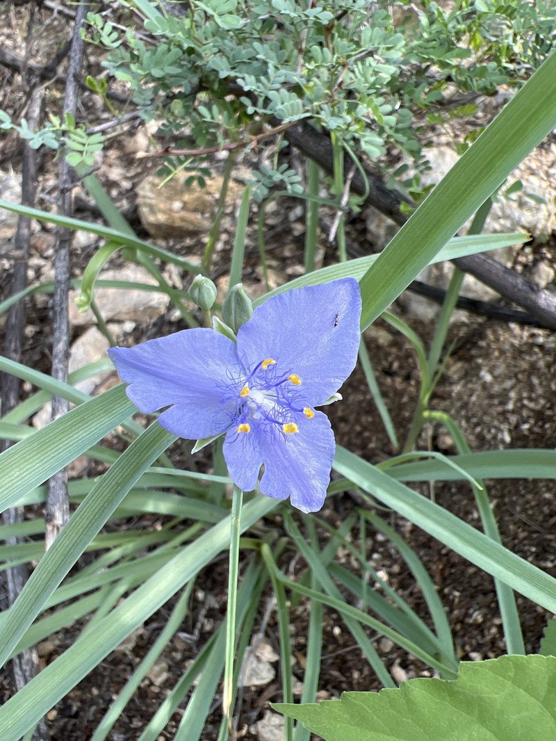 Tradescantia occidentalis var. scopulorum