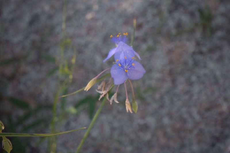 Tradescantia occidentalis var. scopulorum photo 2