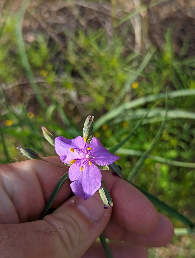 Tradescantia occidentalis var. scopulorum photo 3