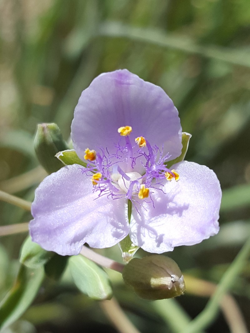 Tradescantia occidentalis var. scopulorum photo 4