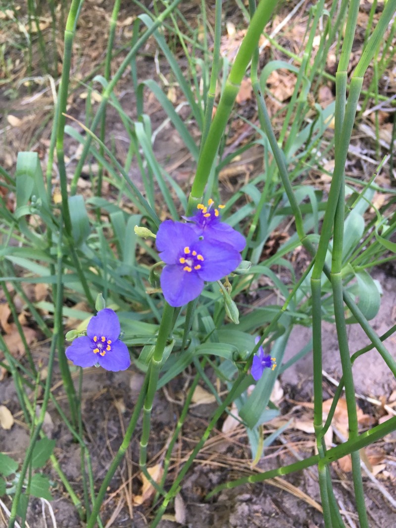 Tradescantia occidentalis var. scopulorum photo 5