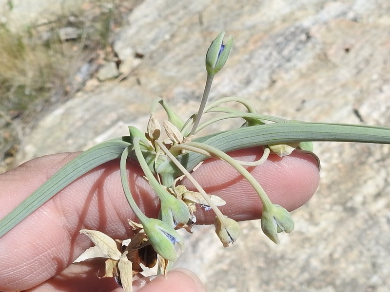 Tradescantia occidentalis var. scopulorum photo 6