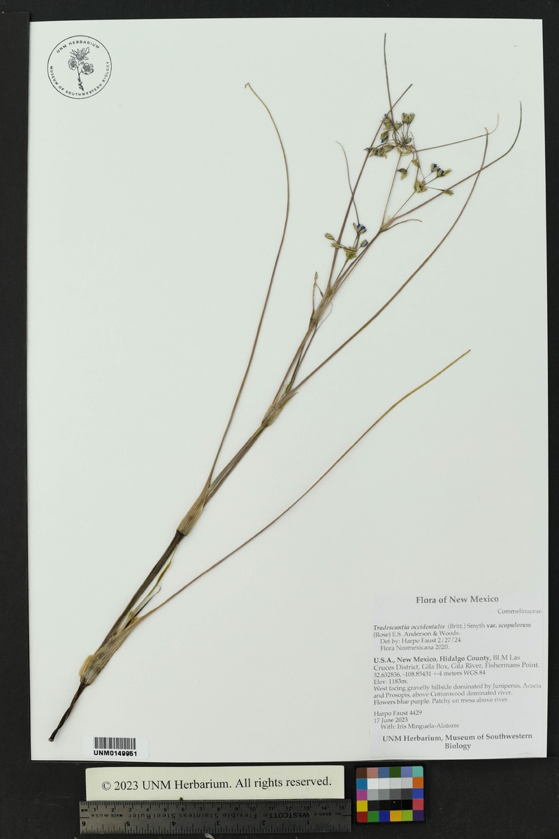 Tradescantia occidentalis var. scopulorum photo 7
