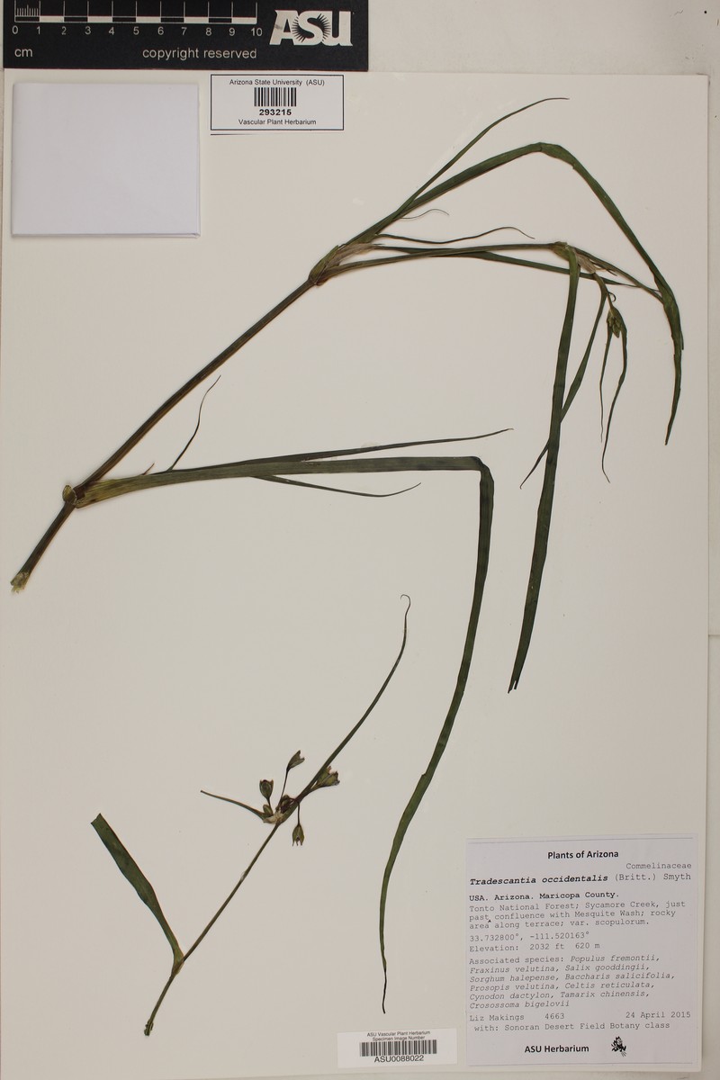 Tradescantia occidentalis var. scopulorum photo 8