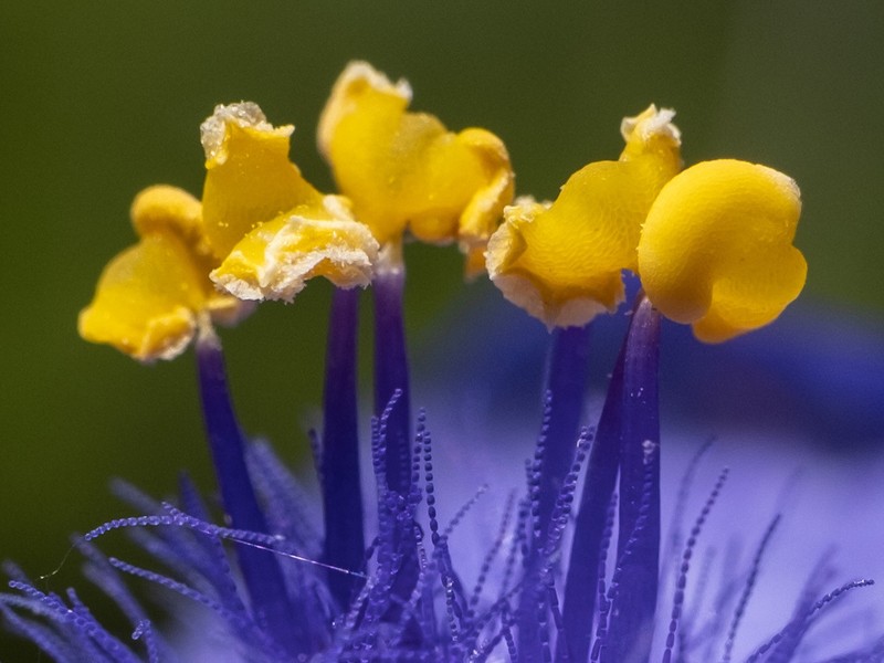 Confederate Spiderwort photo 3