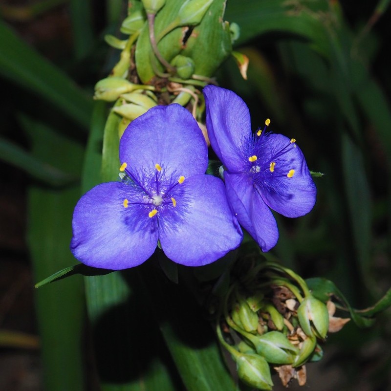 Confederate Spiderwort photo 4