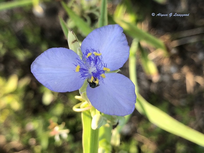 Confederate Spiderwort photo 6