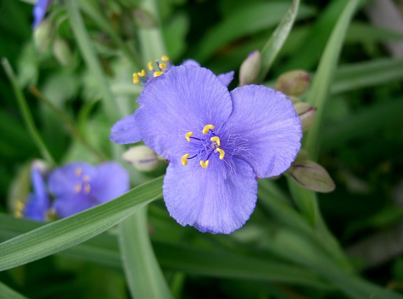 Confederate Spiderwort