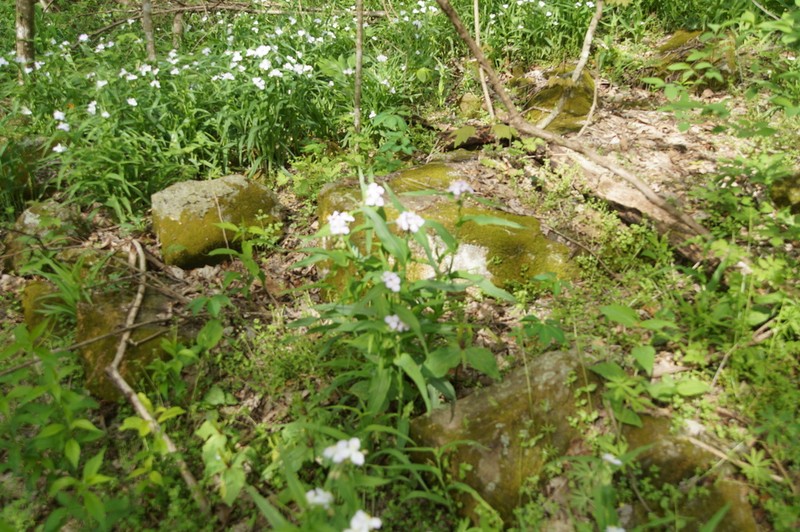 Ozark Spiderwort photo 2