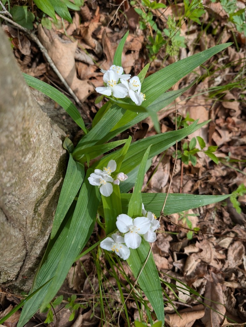 Ozark Spiderwort photo 3