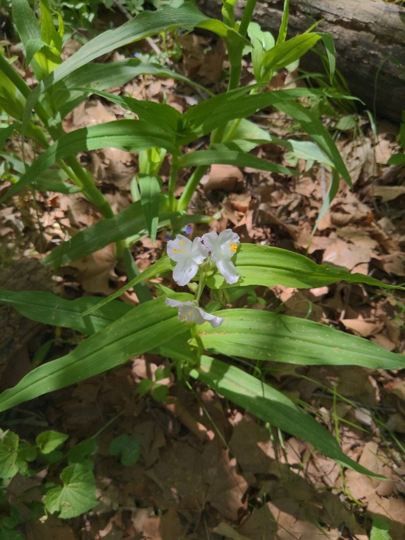 Ozark Spiderwort photo 4