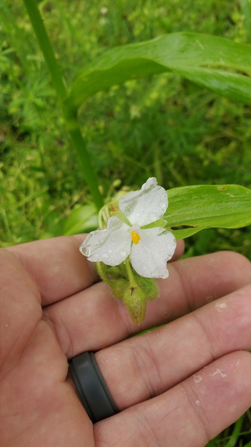 Ozark Spiderwort photo 5