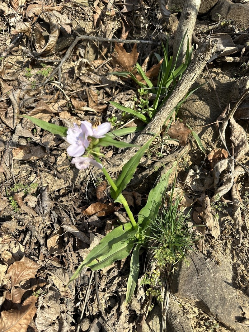 Ozark Spiderwort photo 6