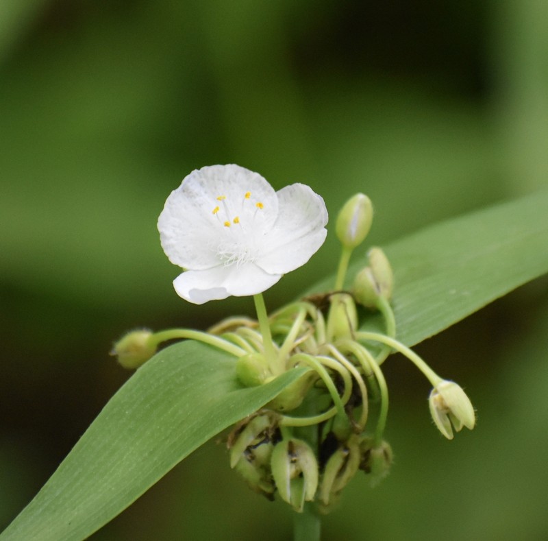 Ozark Spiderwort photo 7