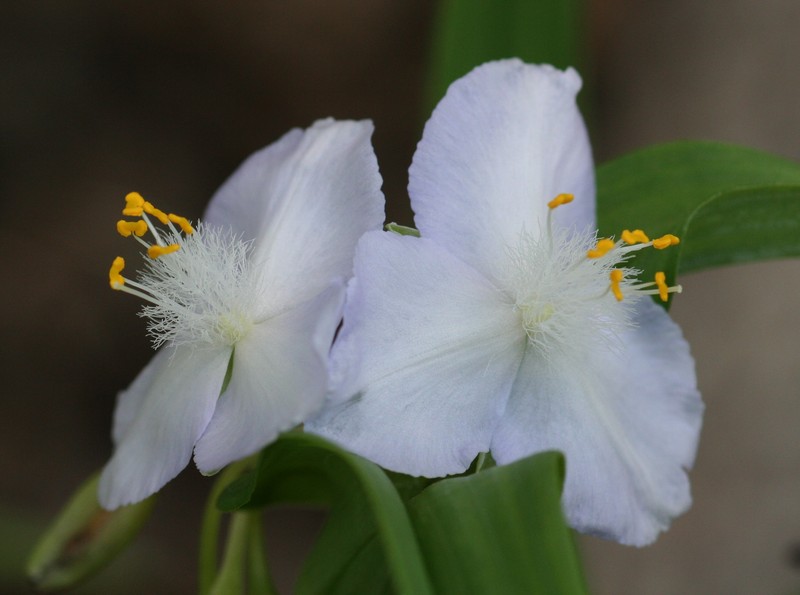 Ozark Spiderwort